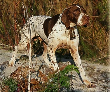 BRAC FRANCEZ TIP GASCON